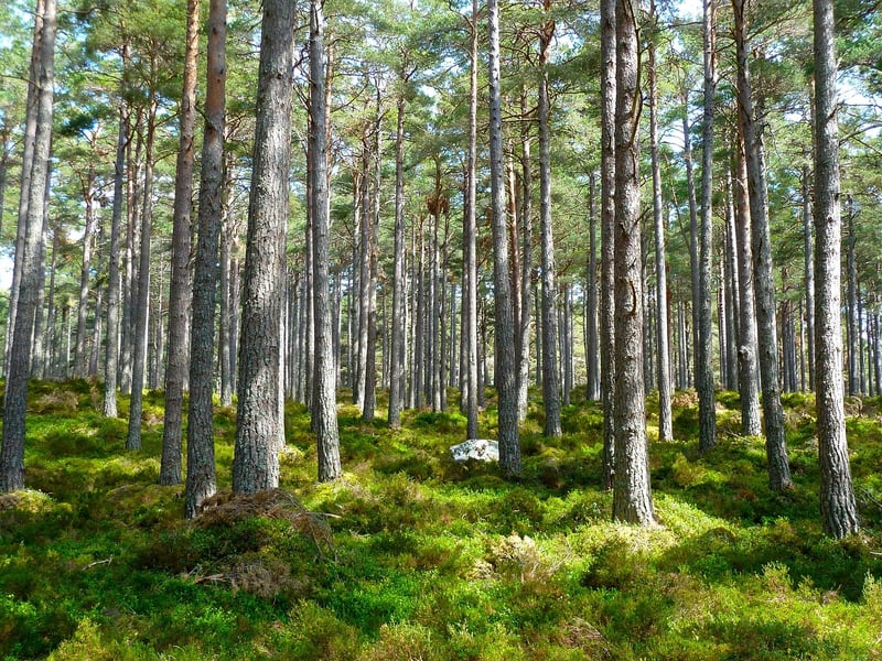 Forest Flora