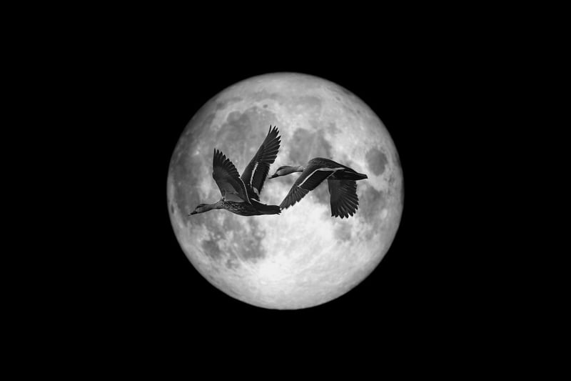 Moonlit Revelry