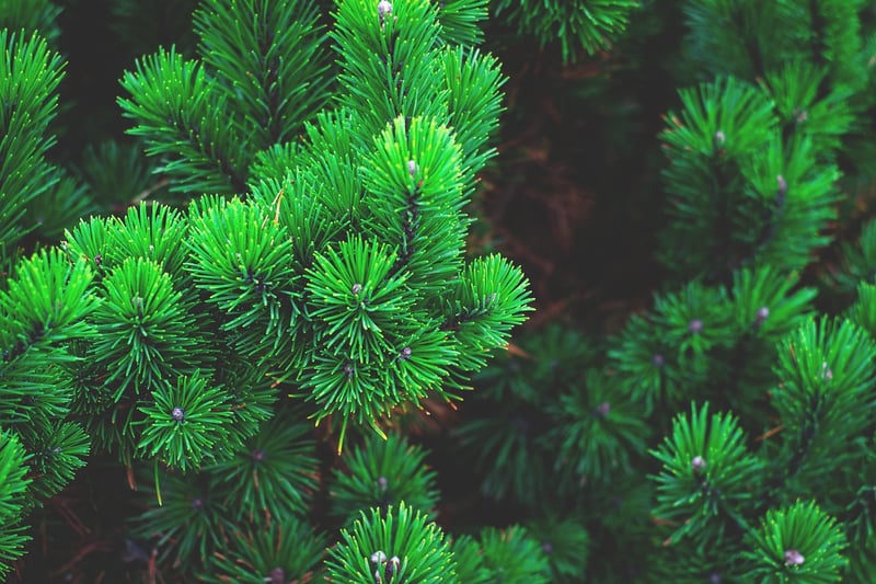 Pine Scented