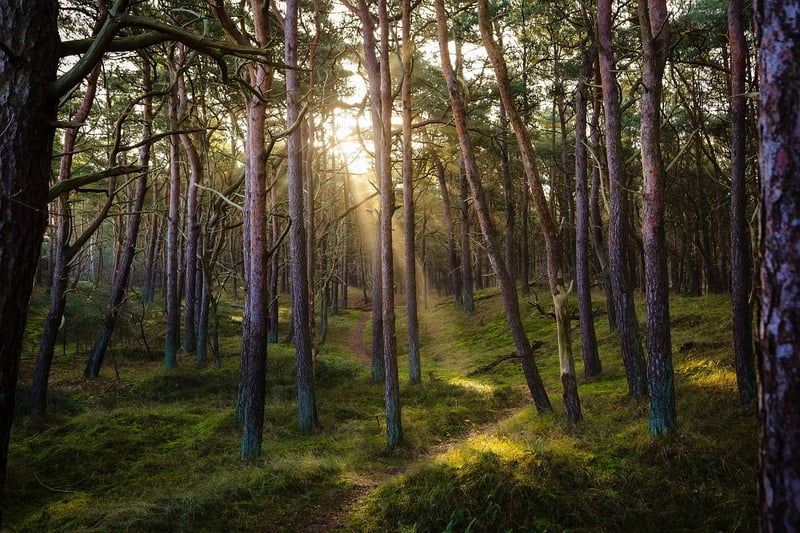 Foraging in the Forest