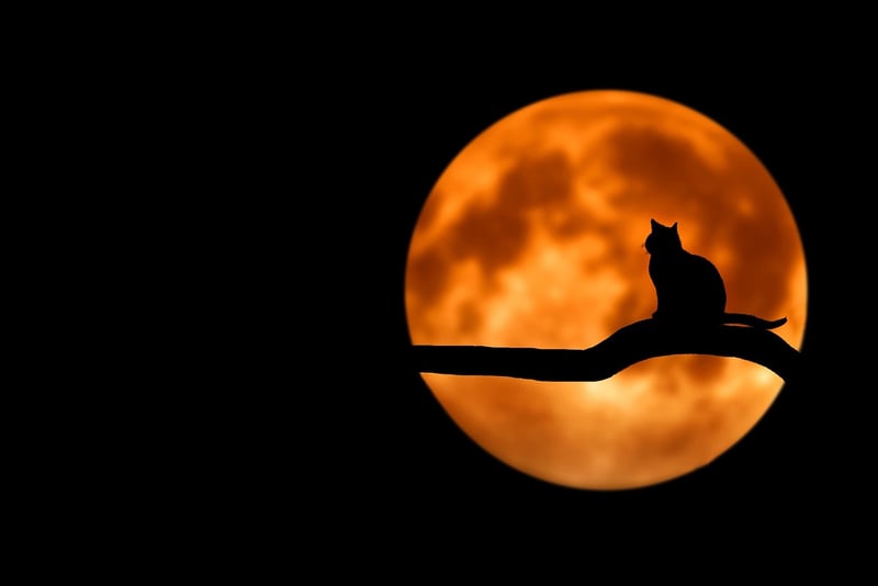 Moonlit Forest
