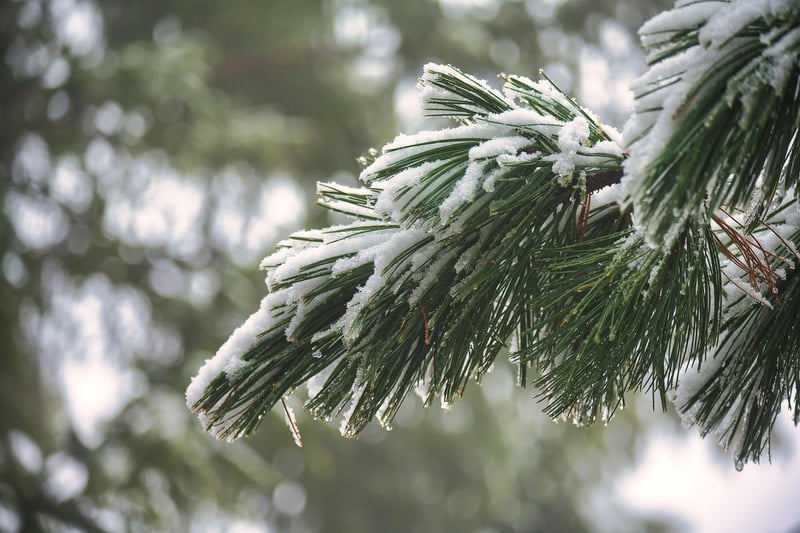 Pine Scent